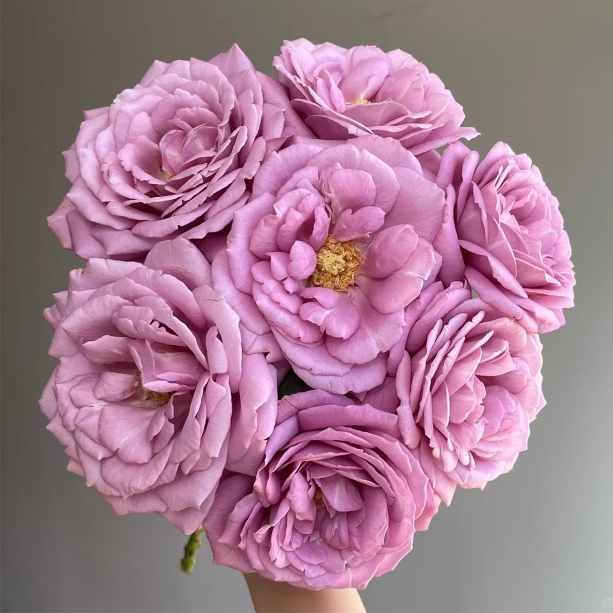 Perfume Purple Japanese Florist Shrub Rose