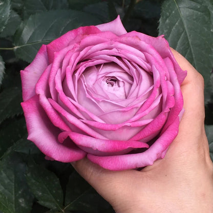 Perfume Purple Japanese Florist Shrub Rose