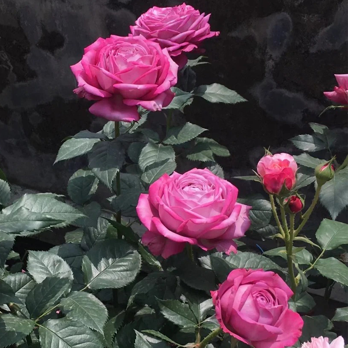 Perfume Purple Japanese Florist Shrub Rose