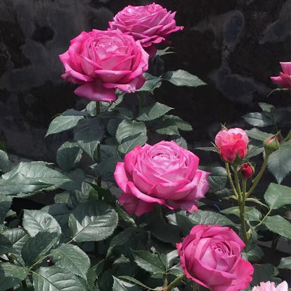 Perfume Purple Japanese Florist Shrub Rose