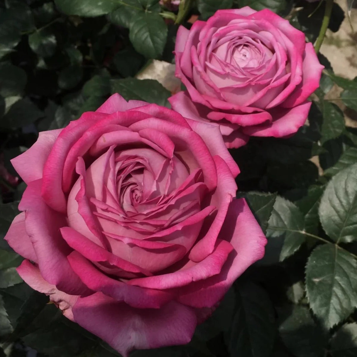 Perfume Purple Japanese Florist Shrub Rose