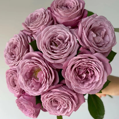 Perfume Purple Japanese Florist Shrub Rose