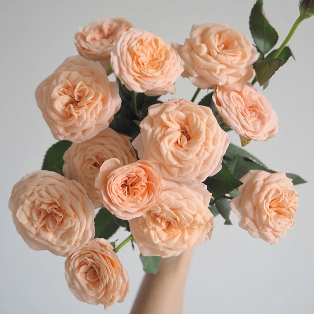 Petit Four Japanese Florist Shrub Rose