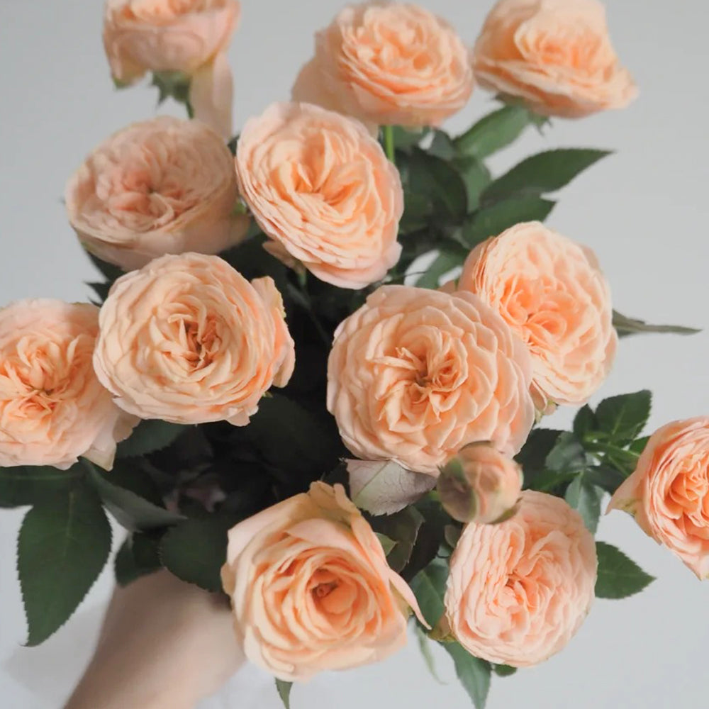 Petit Four Japanese Florist Shrub Rose