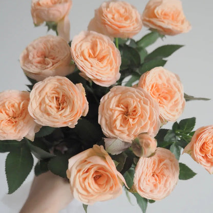 Petit Four Japanese Florist Shrub Rose