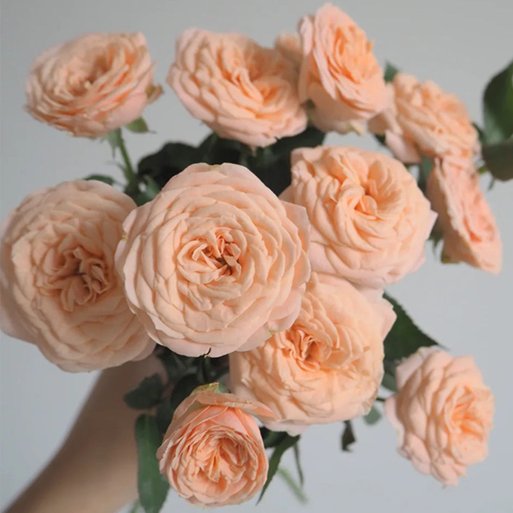 Petit Four Japanese Florist Shrub Rose