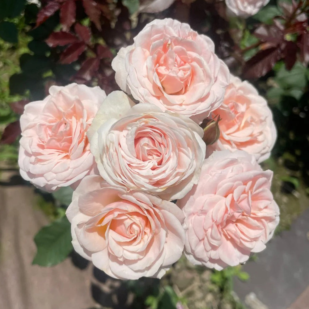Petit Four Japanese Florist Shrub Rose