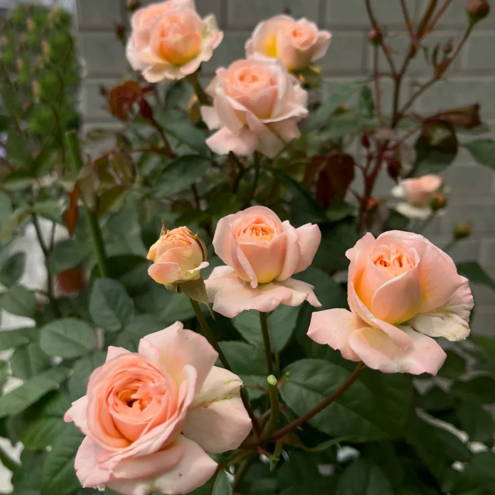 Petit Four Japanese Florist Shrub Rose
