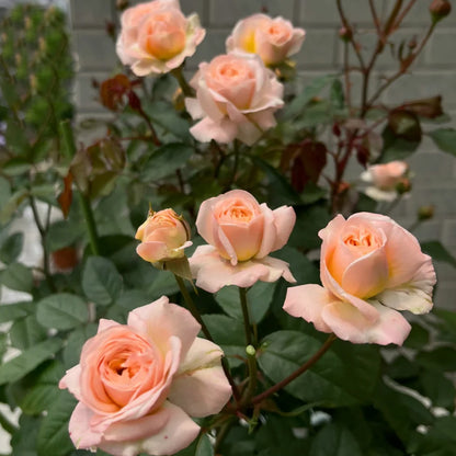 Petit Four Japanese Florist Shrub Rose