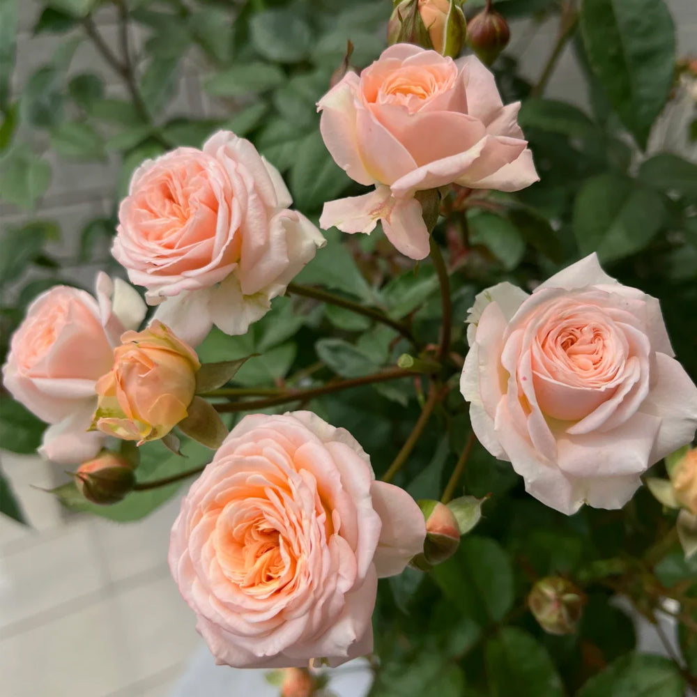 Petit Four Japanese Florist Shrub Rose