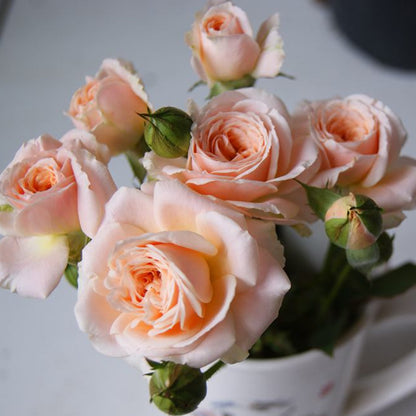 Petit Four Japanese Florist Shrub Rose