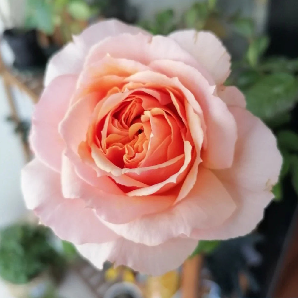 Petit Four Japanese Florist Shrub Rose