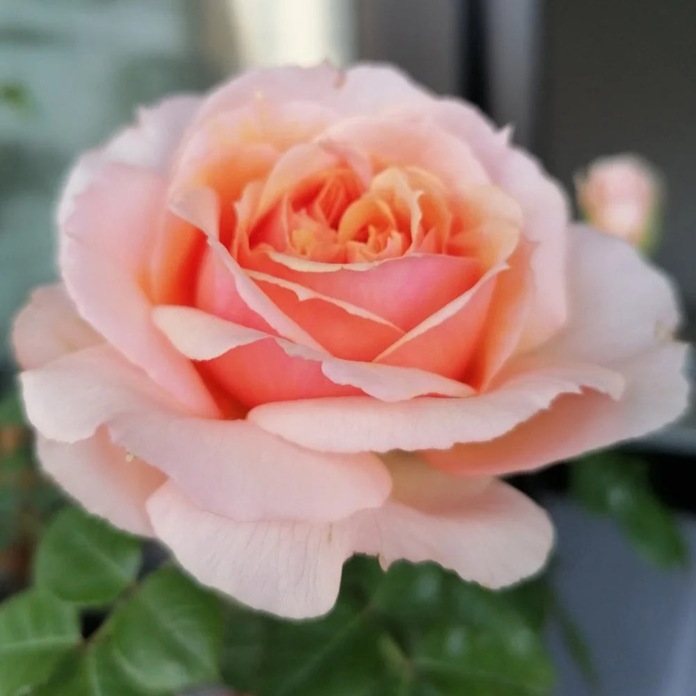 Petit Four Japanese Florist Shrub Rose