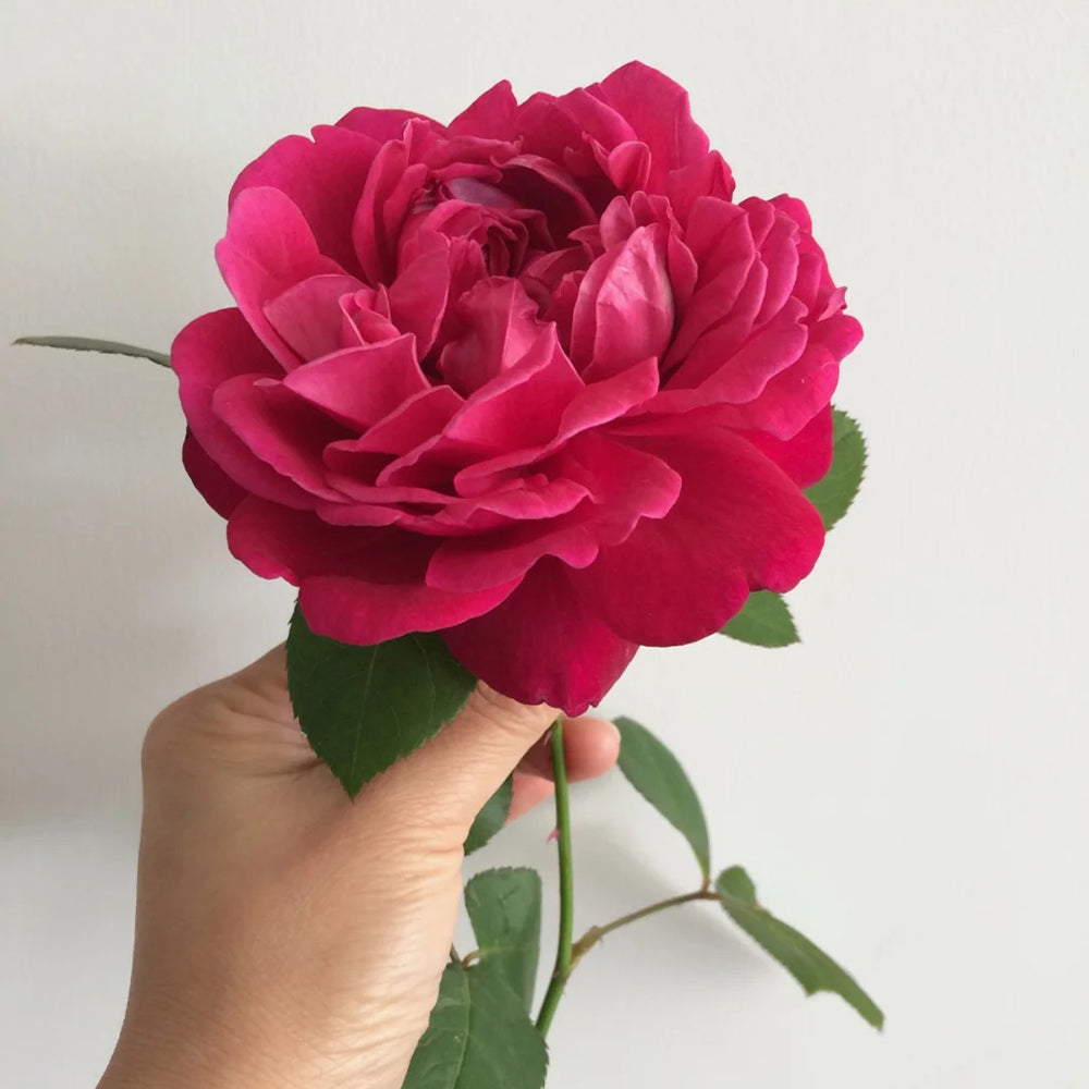 インテリア小物 MaisonRose TOWA JAPAN 花 薔薇 陶器