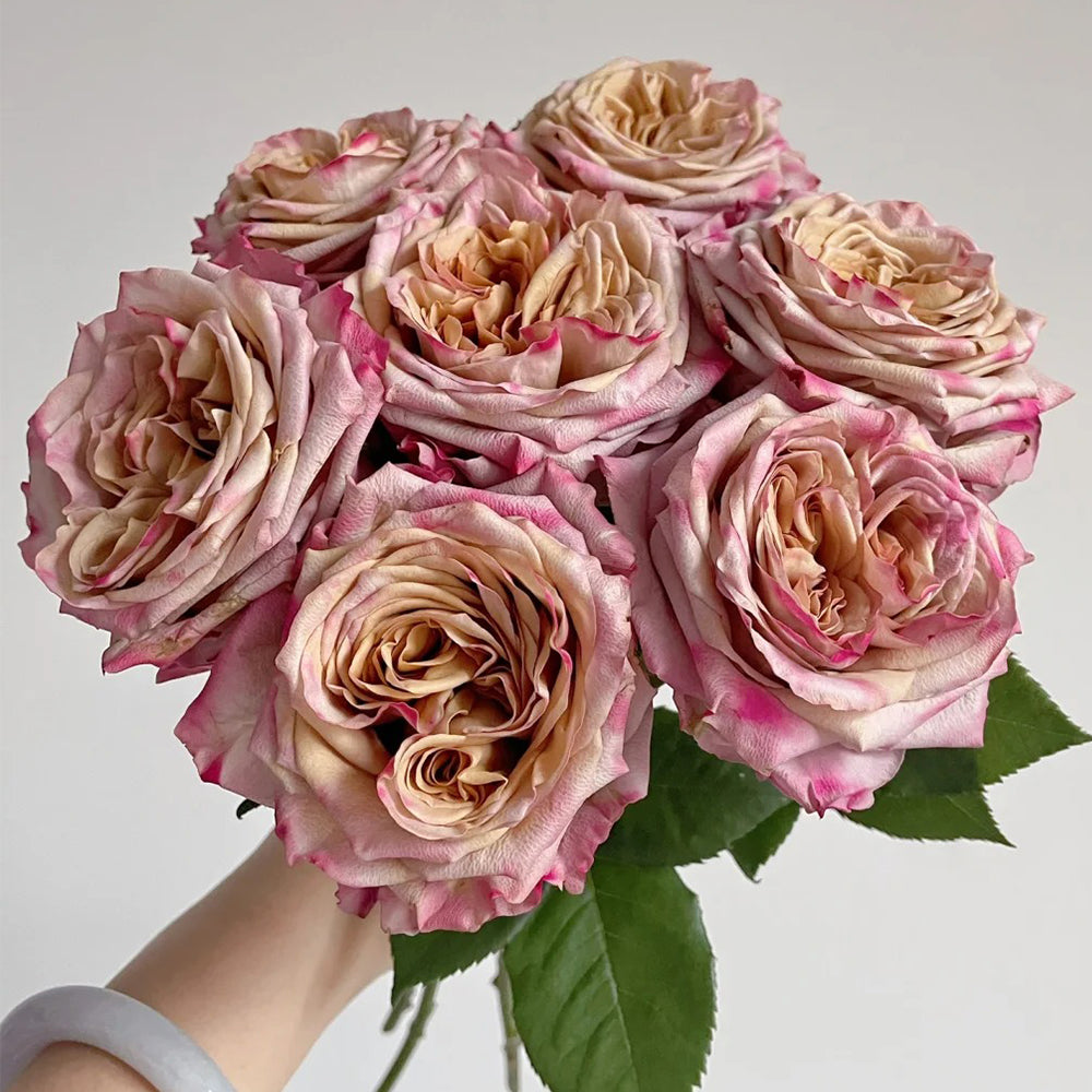Pimms Netherlands Florist Hybrid Tea Rose