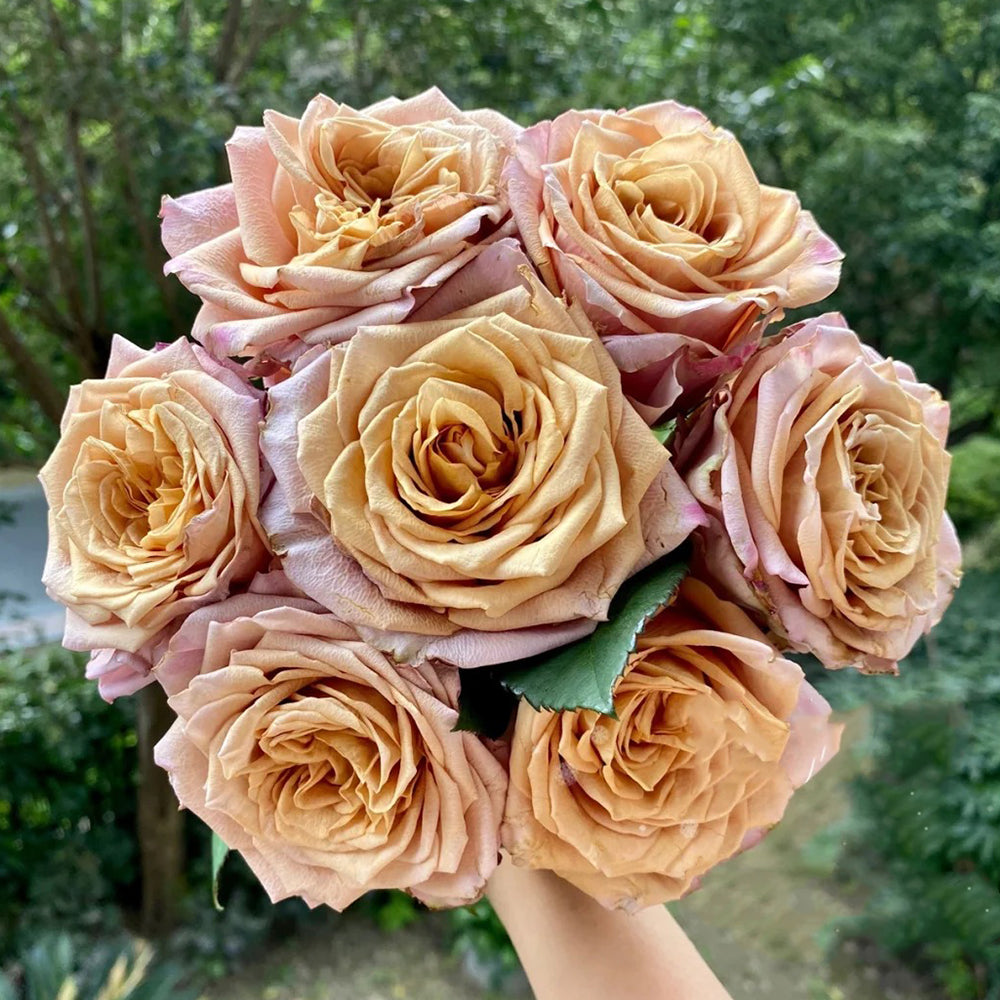 Pimms Netherlands Hybrid Tea Rose Bush For Sale – Highgarden Roses