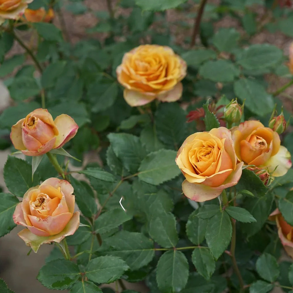 Pine Dream Japanese Florist Shrub Rose