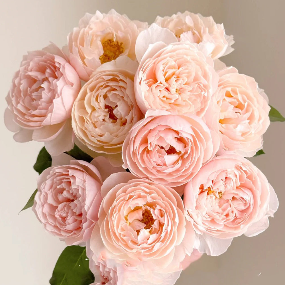 Pink Allure Chinese Florist Shrub Rose