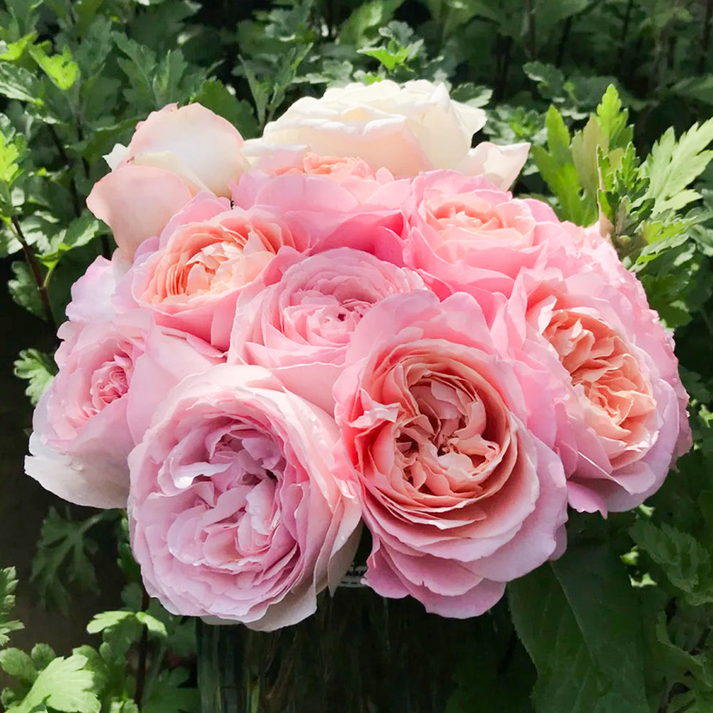 Pink Blush Chinese Florist Shrub Rose