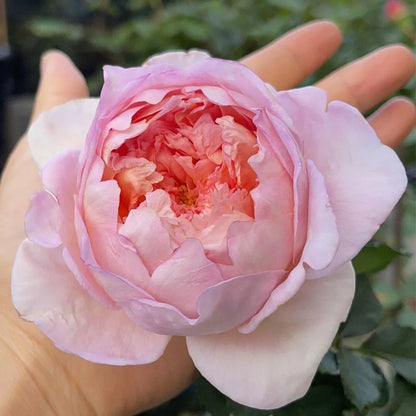 Pink Blush Chinese Florist Shrub Rose