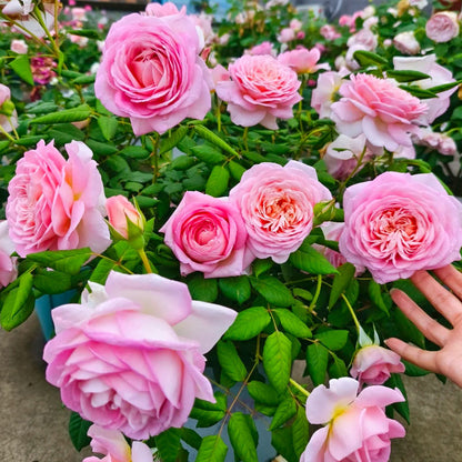 Pink Blush Chinese Florist Shrub Rose