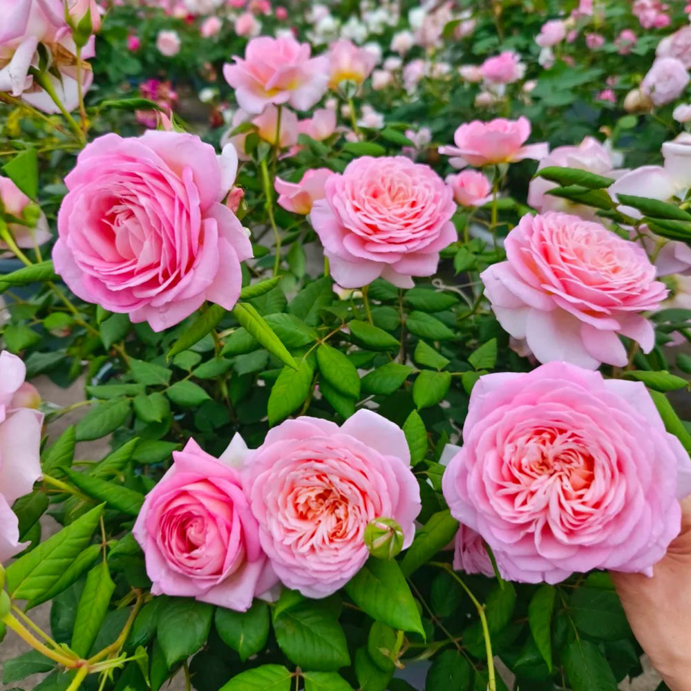 Pink Blush Chinese Florist Shrub Rose