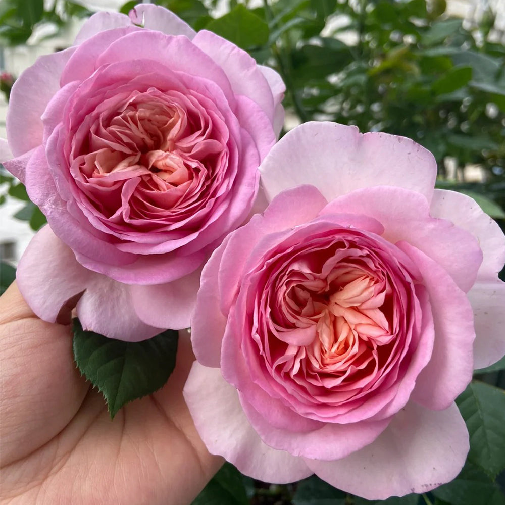 Pink Blush Chinese Florist Shrub Rose