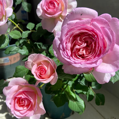 Pink Blush Chinese Florist Shrub Rose