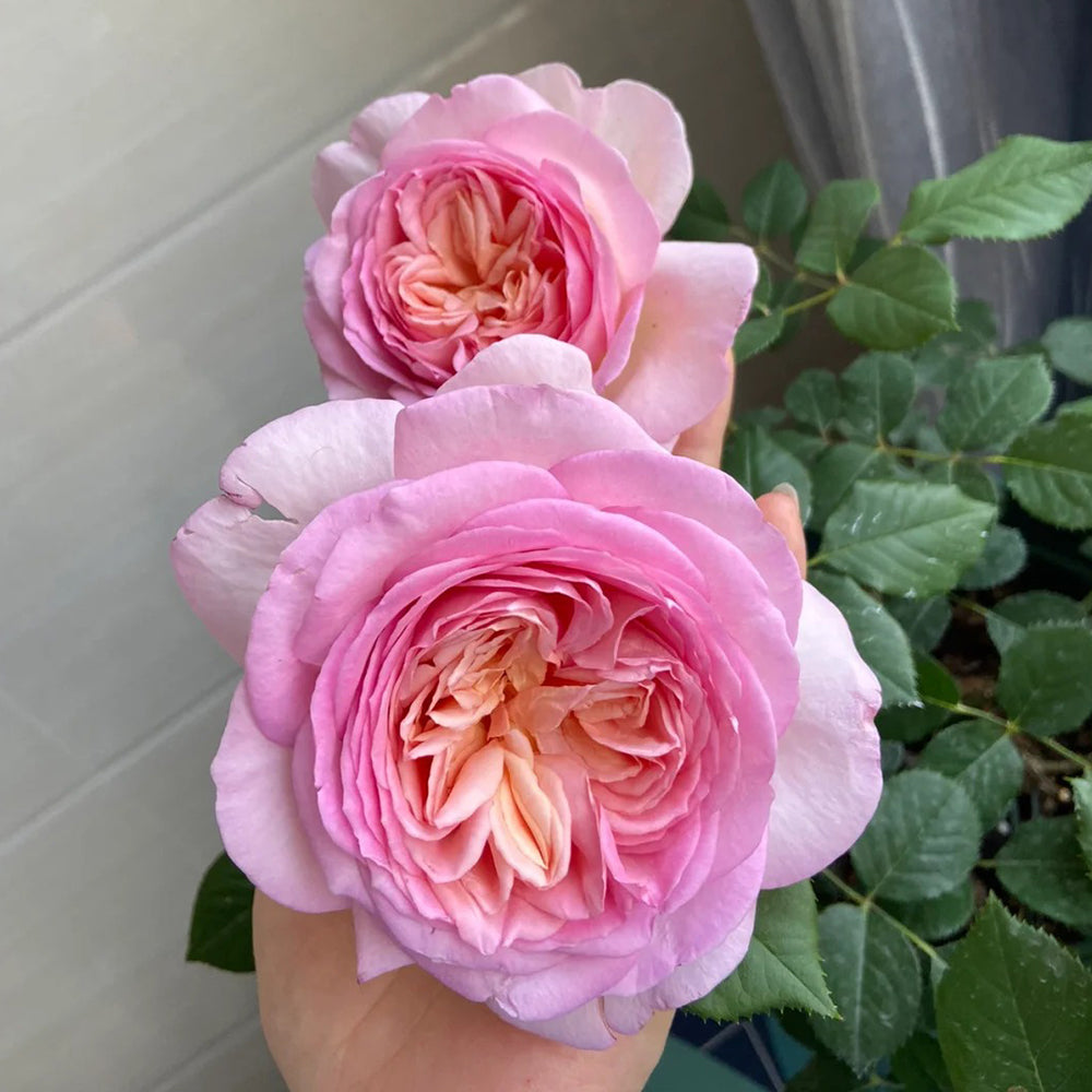 Pink Blush Chinese Florist Shrub Rose