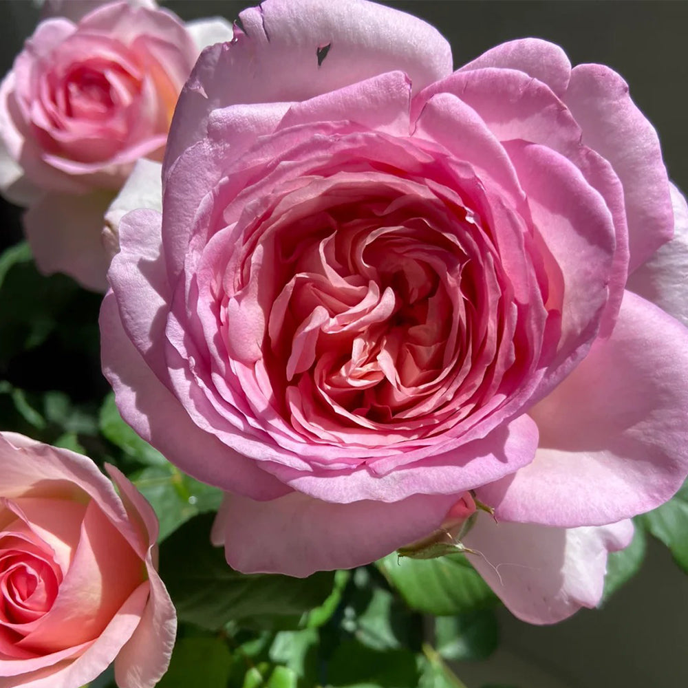 Pink Blush Chinese Florist Shrub Rose