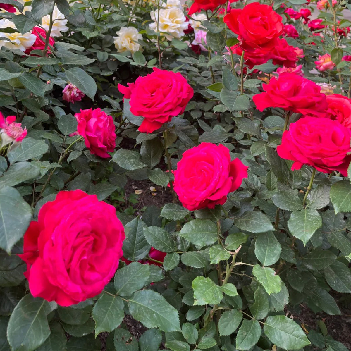 Pink Floyd Netherlands Florist Shrub Rose