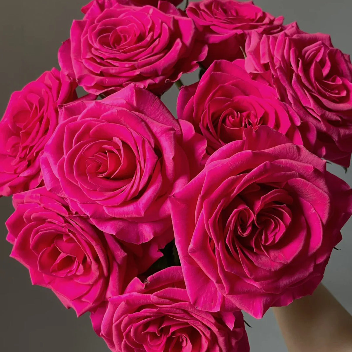 Pink Floyd Dutch Florist Hybrid Tea Rose – Highgarden Roses