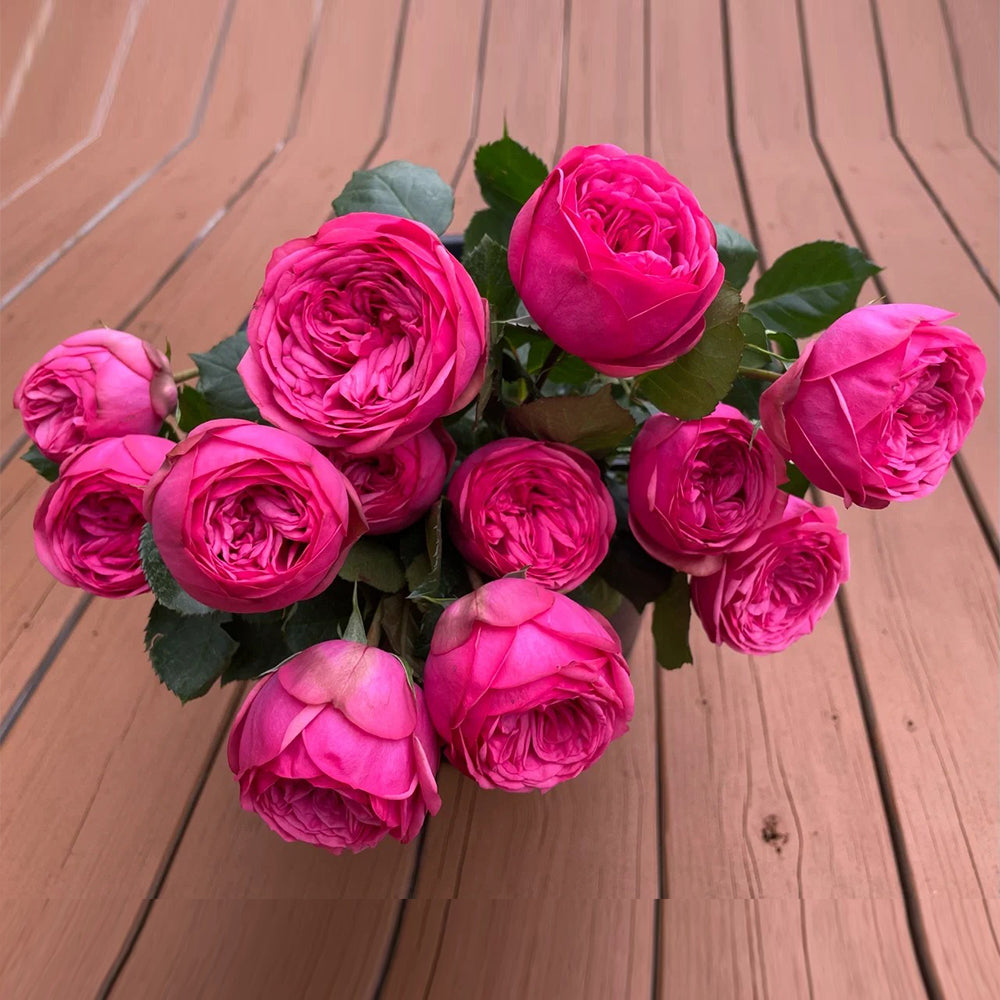 German Florist Shrub Rose Inspired by Pink Piano