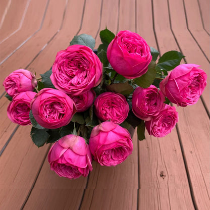German Florist Shrub Rose Inspired by Pink Piano
