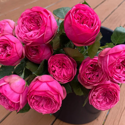 German Florist Shrub Rose Inspired by Pink Piano