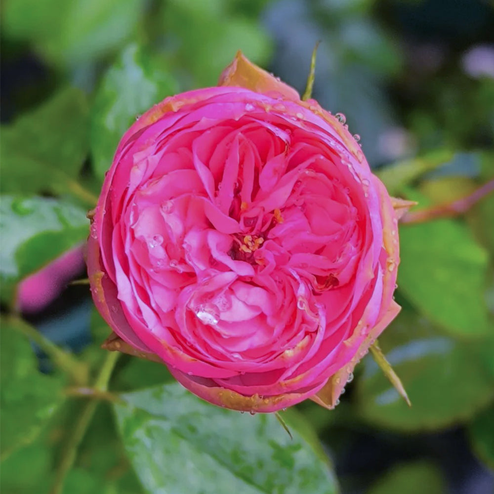 German Florist Shrub Rose Inspired by Pink Piano
