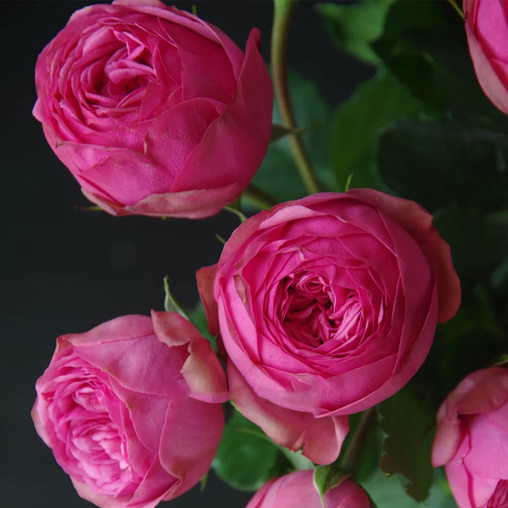 German Florist Shrub Rose Inspired by Pink Piano