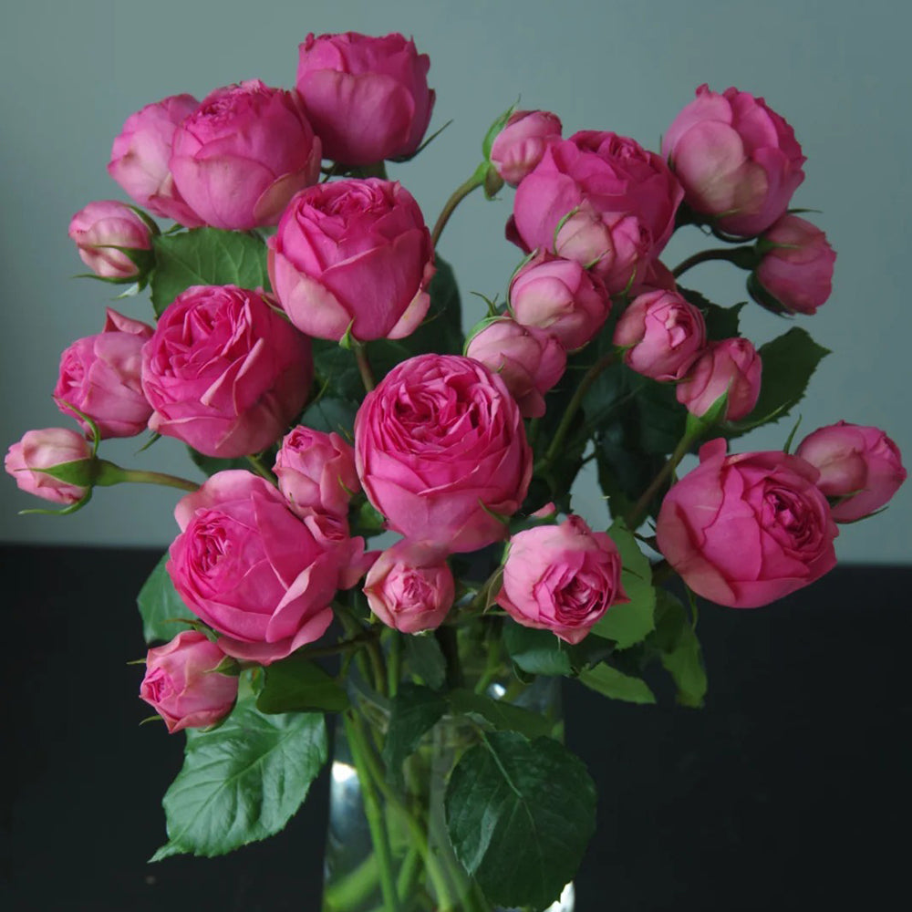 German Florist Shrub Rose Inspired by Pink Piano