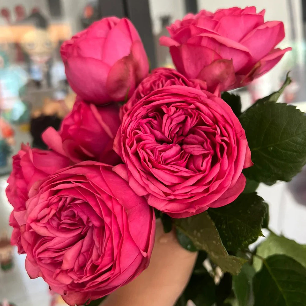 German Florist Shrub Rose Inspired by Pink Piano