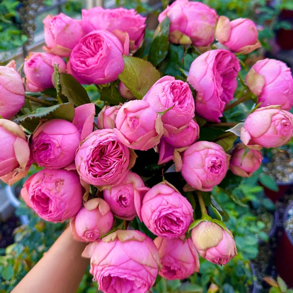 German Florist Shrub Rose Inspired by Pink Piano