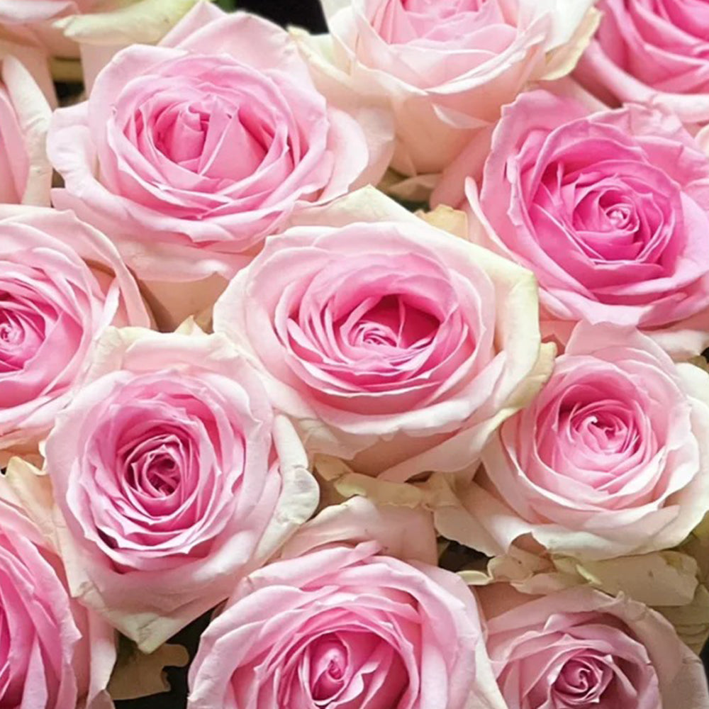 Pink Snow Netherlands Florist Shrub Rose Bush For Sale