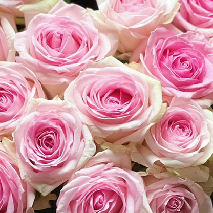 Pink Snow Netherlands Florist Shrub Rose