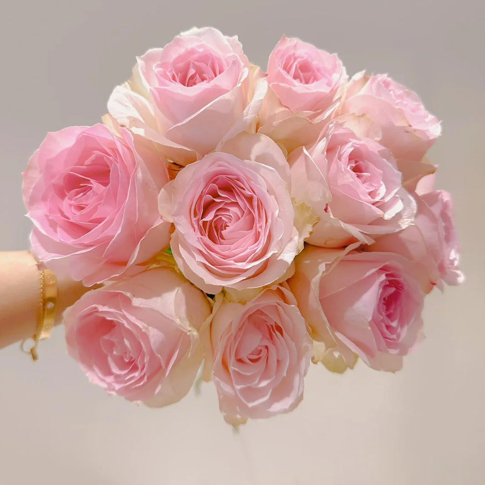 Pink Snow Netherlands Florist Shrub Rose
