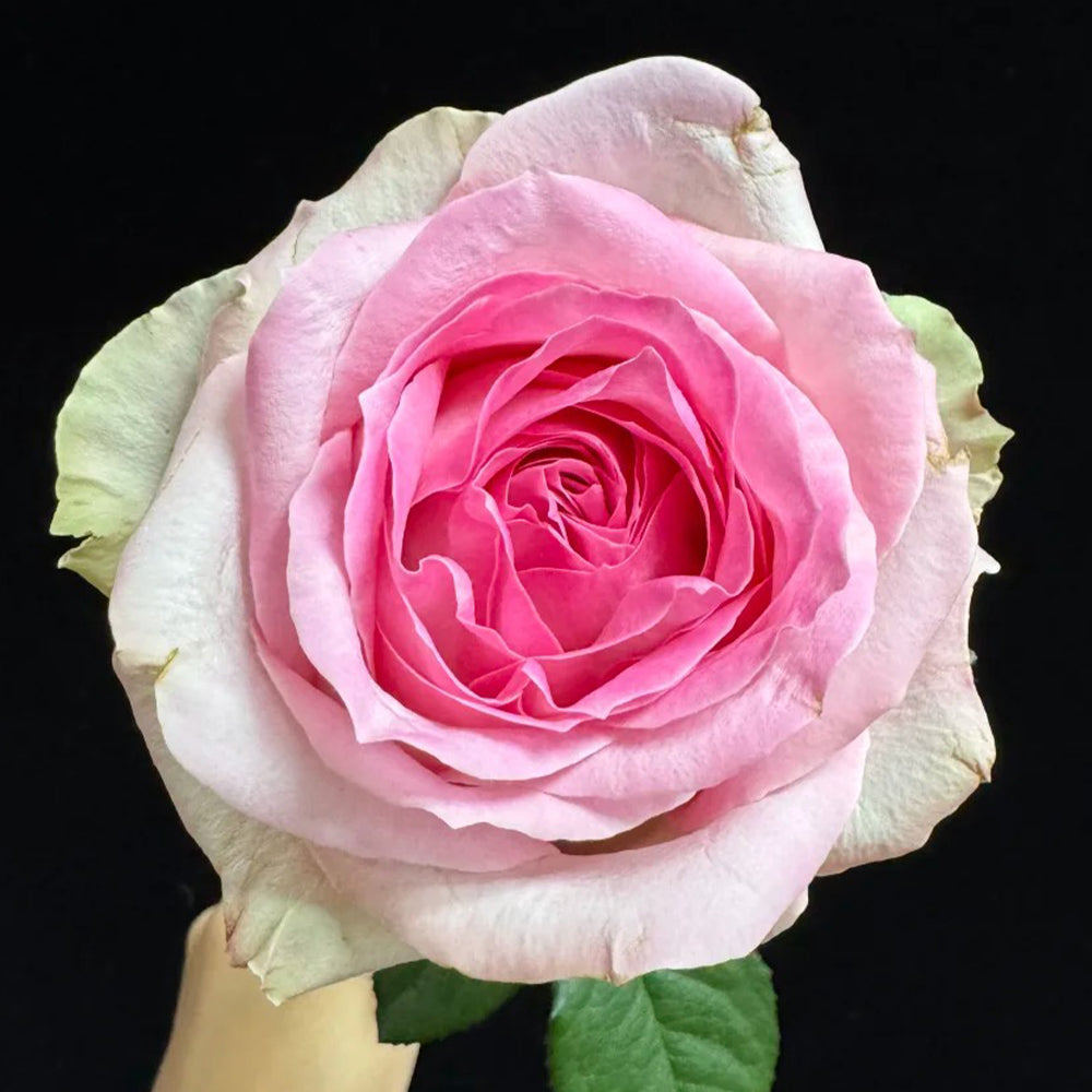 Pink Snow Netherlands Florist Shrub Rose