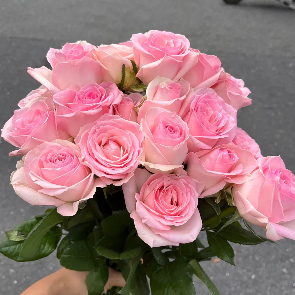 Pink Snow Netherlands Florist Shrub Rose Bush For Sale