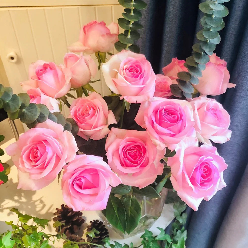 Pink Snow Netherlands Florist Shrub Rose