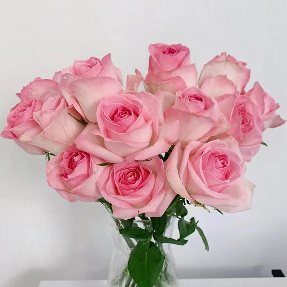 Pink Snow Netherlands Florist Shrub Rose Bush For Sale