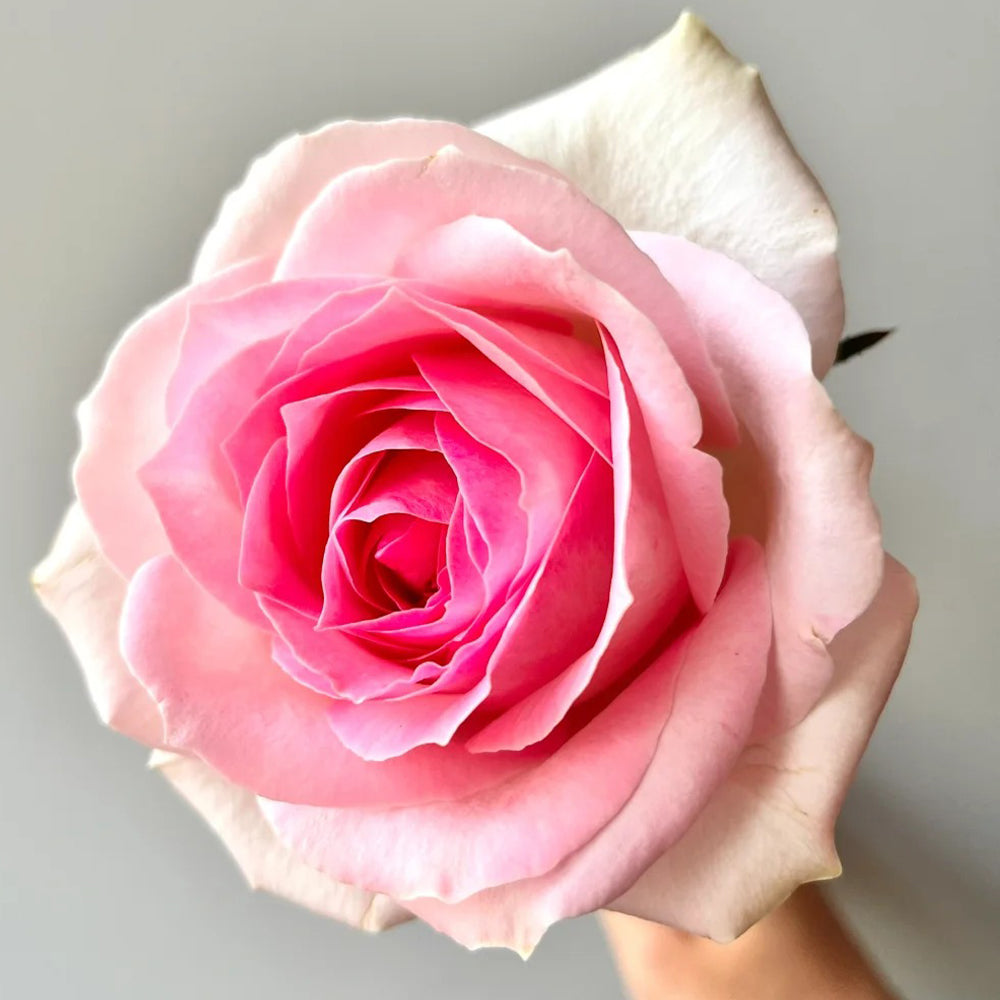 Pink Snow Netherlands Florist Shrub Rose Bush For Sale