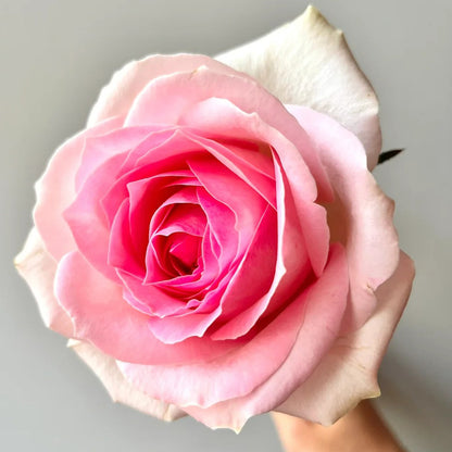 Pink Snow Netherlands Florist Shrub Rose