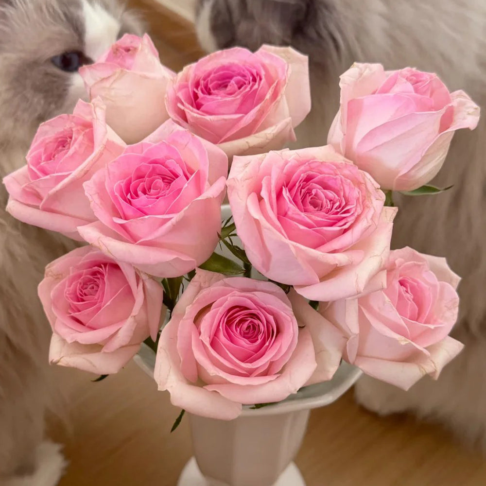 Pink Snow Netherlands Florist Shrub Rose